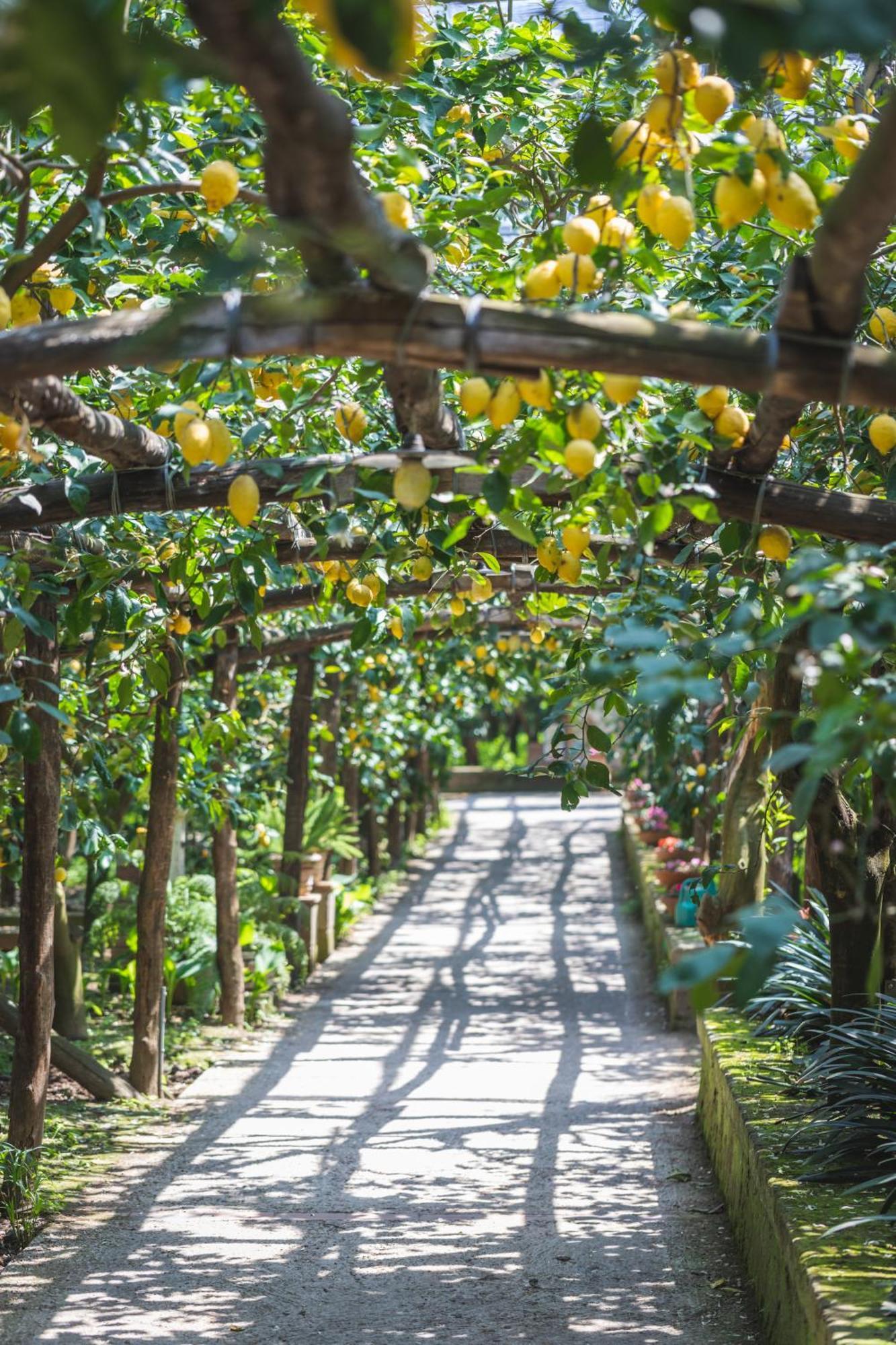 Agriturismo Il Giardino Di Vigliano Massa Lubrense Ngoại thất bức ảnh